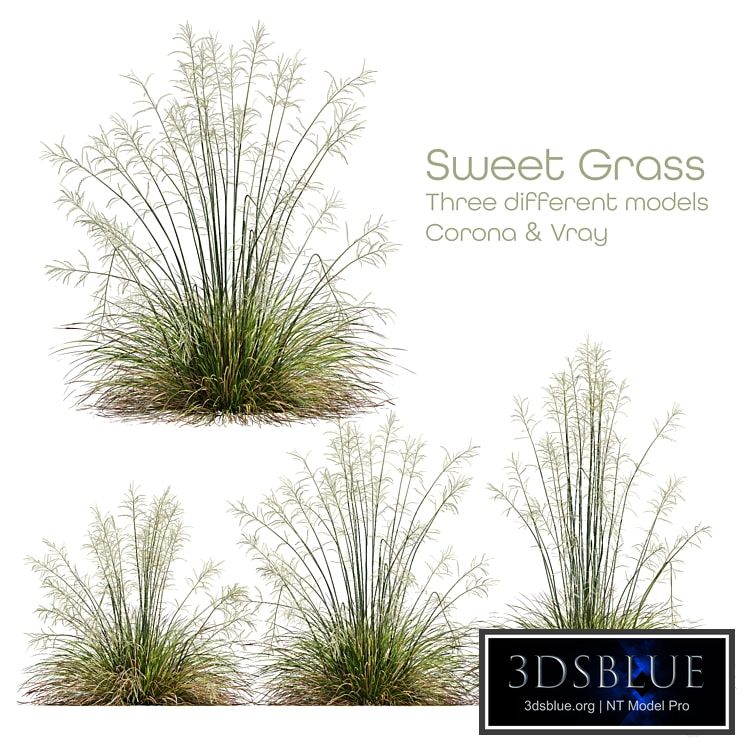 HQ Plants Stipa arundinacea Sweet Grass