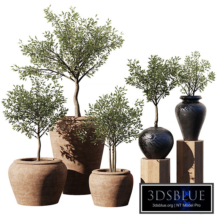 Indoor Plant Set V11 - Olive Old Pot