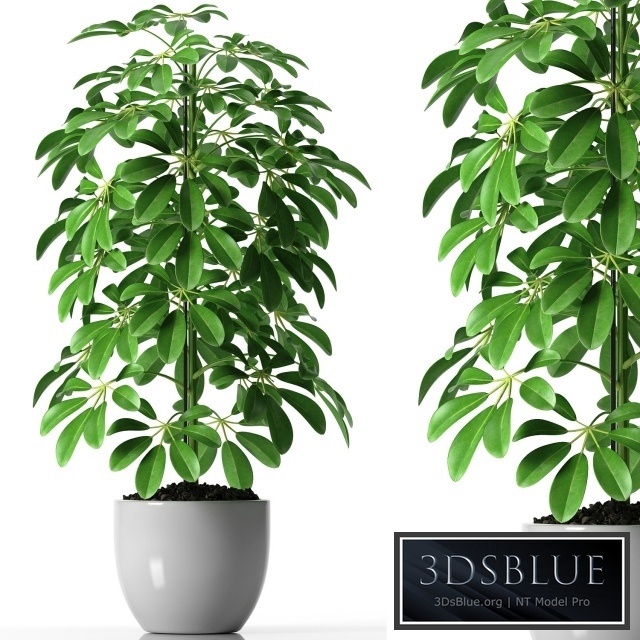 SCHEFFLERA PLANTS 35
