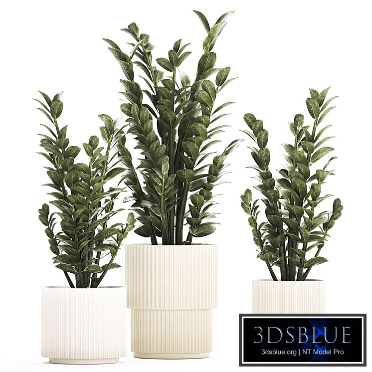 Beautiful interior plant in a modern pot Zamioculcas bush. Plant collection 1239