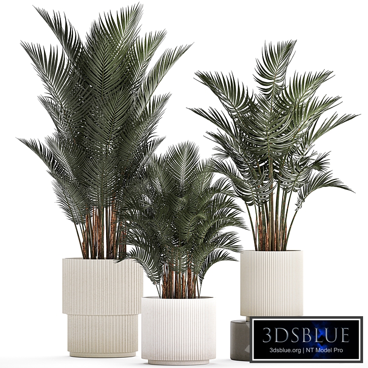 A beautiful plant in a pot areca palm, Hovea. Plant collection 1240