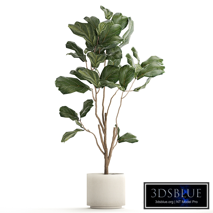 A beautiful interior plant in a modern flowerpot and a pot tree Ficus lyre, Ficus Lyrata. 1241