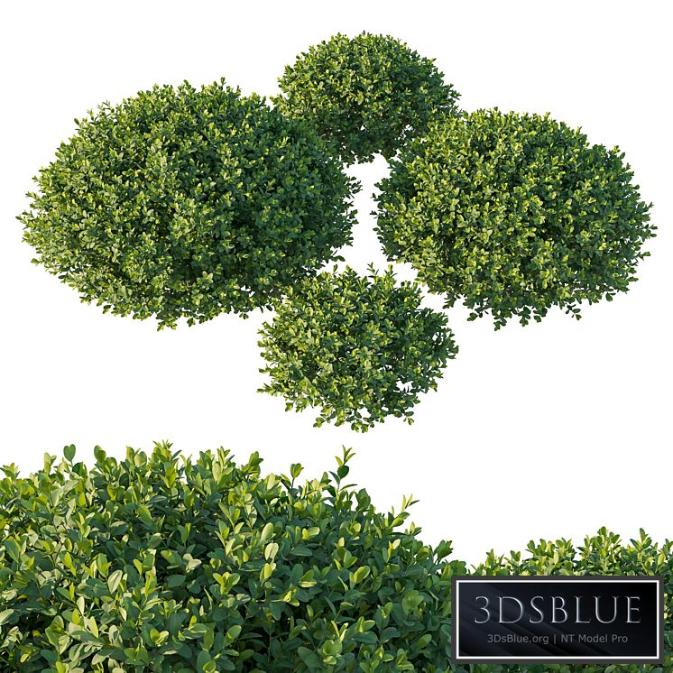 Boxwood 05