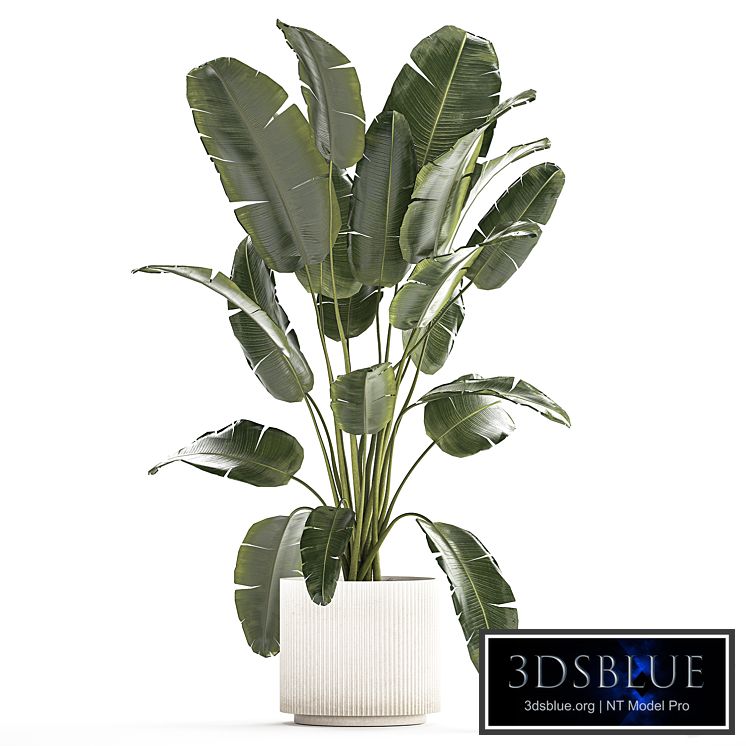 A beautiful interior plant in a modern flowerpot and a pot of banana palm, ravenala and strelitzia. 1242