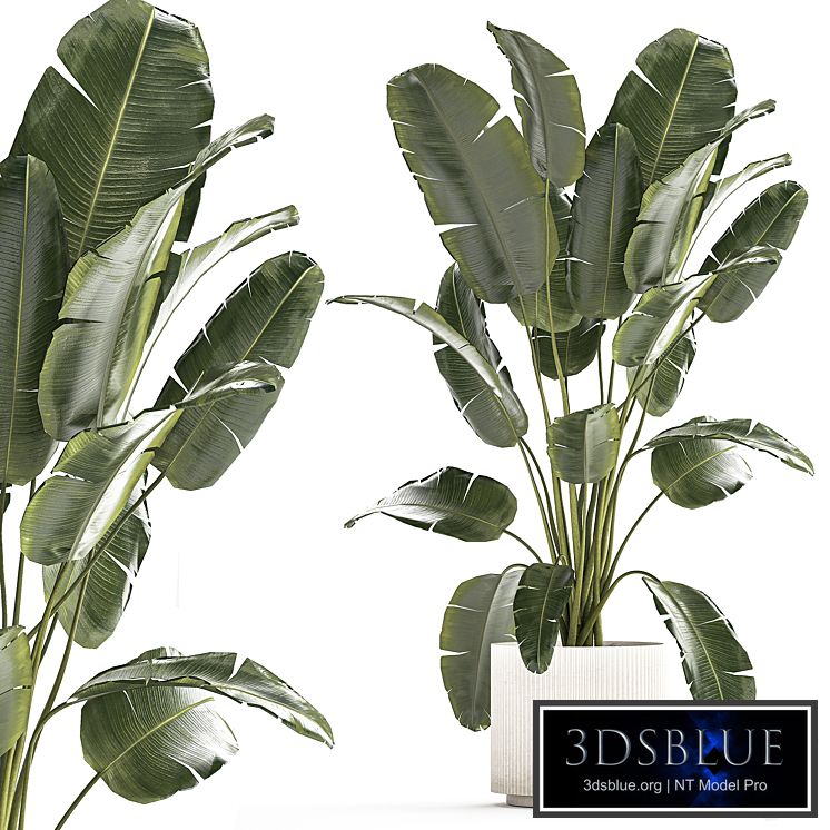 A beautiful interior plant in a modern flowerpot and a pot of banana palm, ravenala and strelitzia. 1242