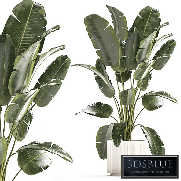 Plant collection 1242