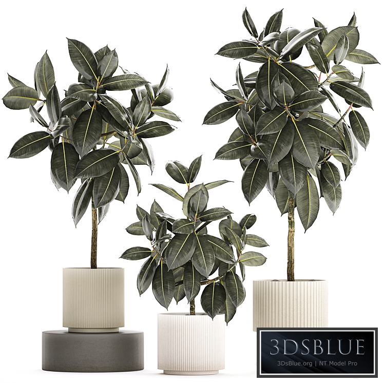 A beautiful interior plant in a modern flowerpot and a pot tree Ficus rubbery, elastica, Ficus Abidjan, Ficus Robusta. Plant collection 1243