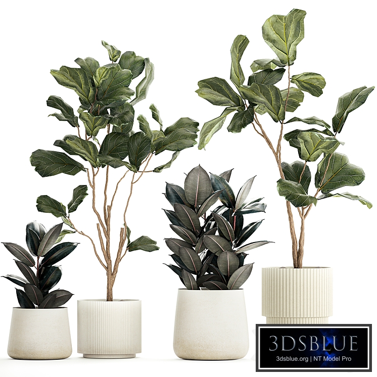 Set of beautiful trees in pots Ficus lyre, Ficus Lyrata and Ficus elastica, Ficus Robusta. 1244