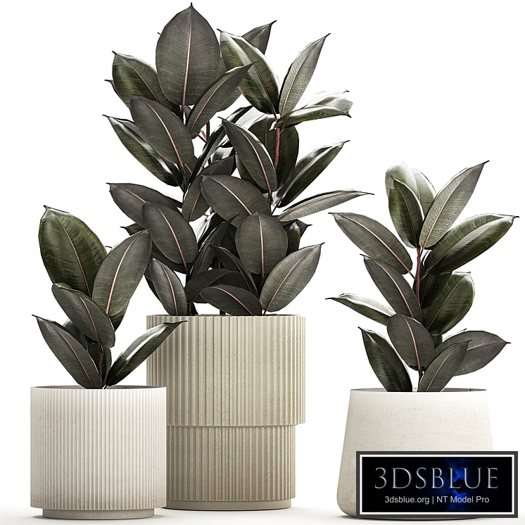 Beautiful tree in a pot Ficus rubbery, elastica, Ficus Abidjan, Ficus Robusta. Plant collection 1246