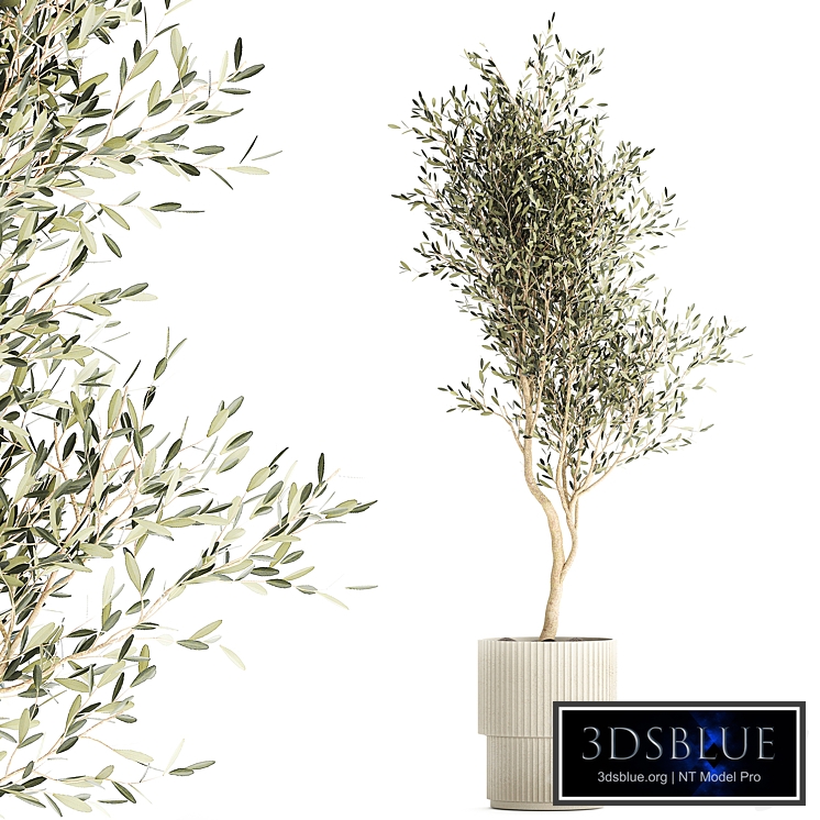Beautiful decorative olive tree in a white flower pot, landscaping. 1249