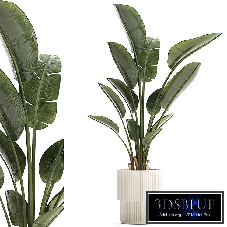 Beautiful exotic plant in a flower pot for interior decor Strelitzia, Ravenala. 1252