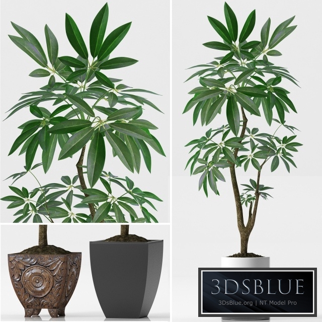 EVA PACHIRA AQUATICA_PLANT_37 