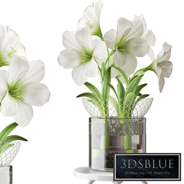 WHITE AMARYLLIS
