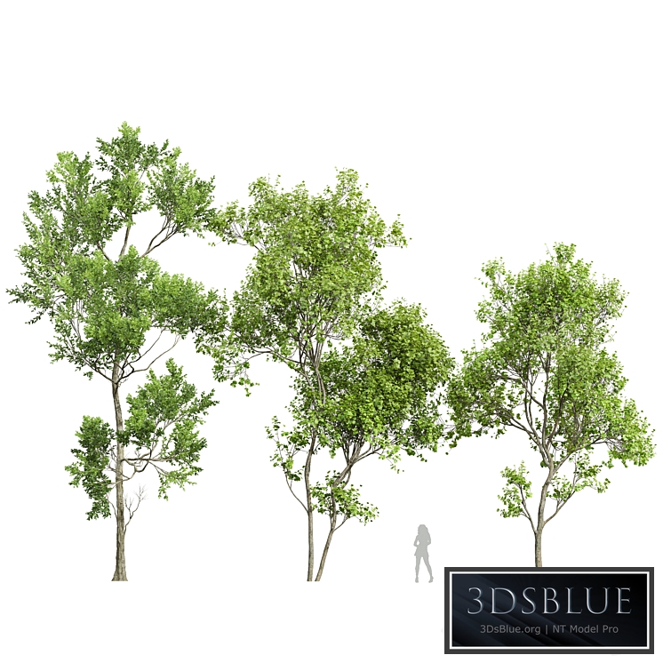 Spring trees Acer Saccharinum and Fagus Grandifolia