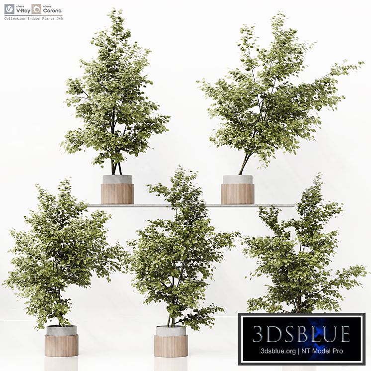 Collection Indoor Plants 045