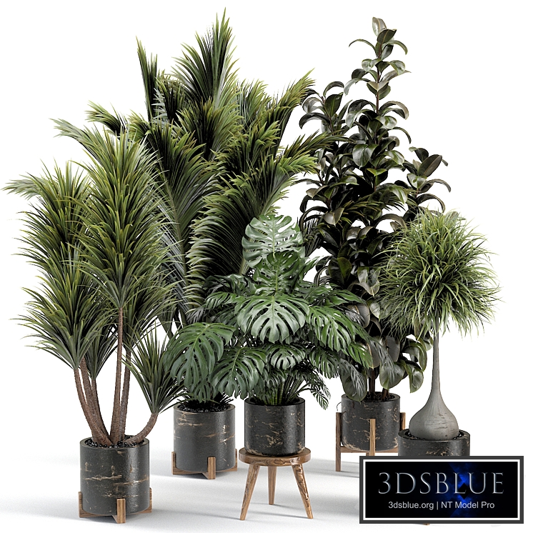 indoor plant collection 001