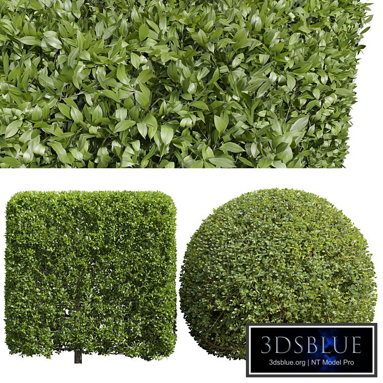 Ligustrum Quihoui Privet and Ficus Concinna Bonsai Pruned