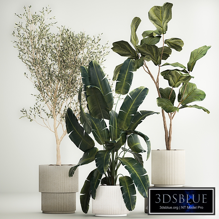 Beautiful plants Oliva in a white pot Strelitzia and Ficus Lyrata in a flowerpot. Plant collection 1262