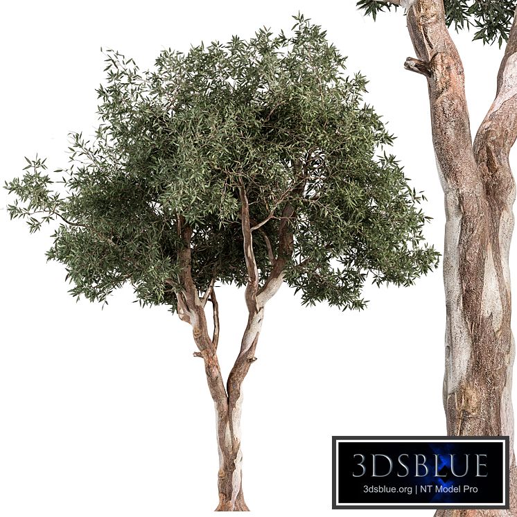 RedGum Tree - Tree Set 175