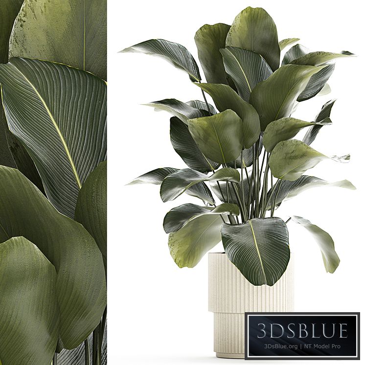 Plant collection 1263