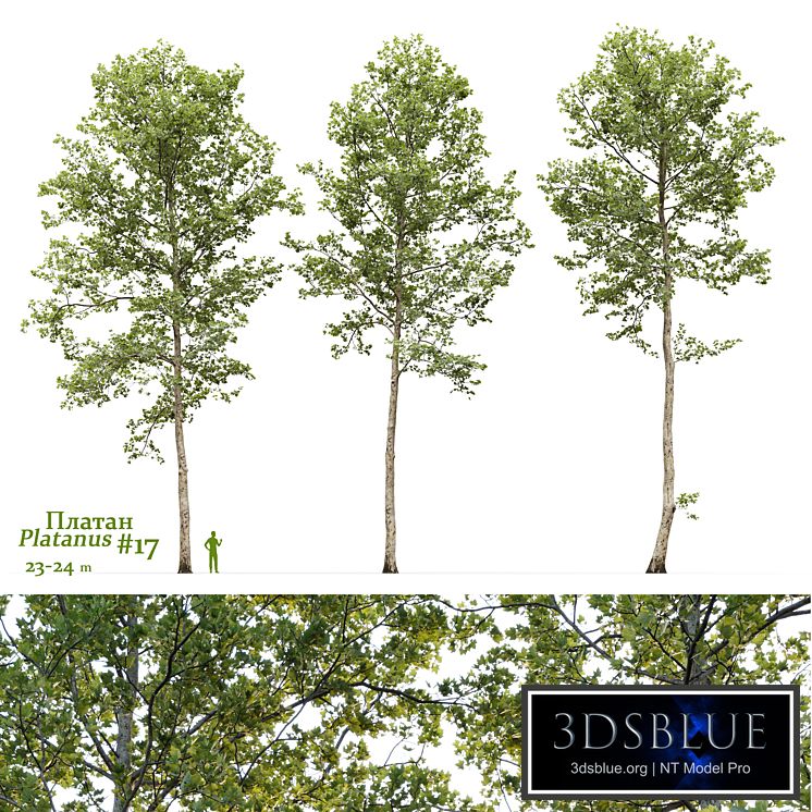 Plane-tree / Sycamore / Platanus #17