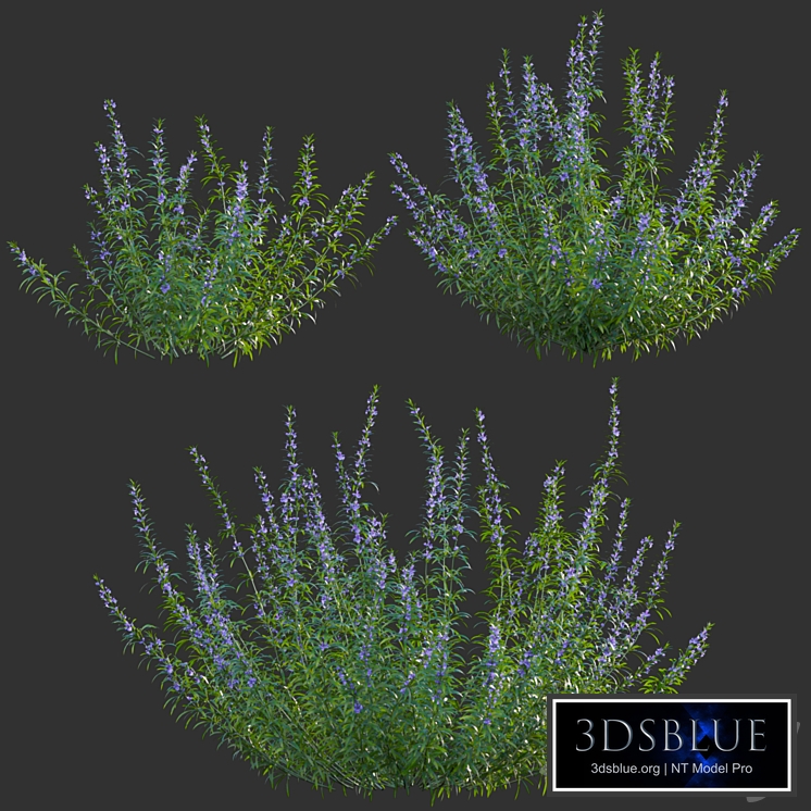 Rosmarinus - Rosemary - Romarin 01