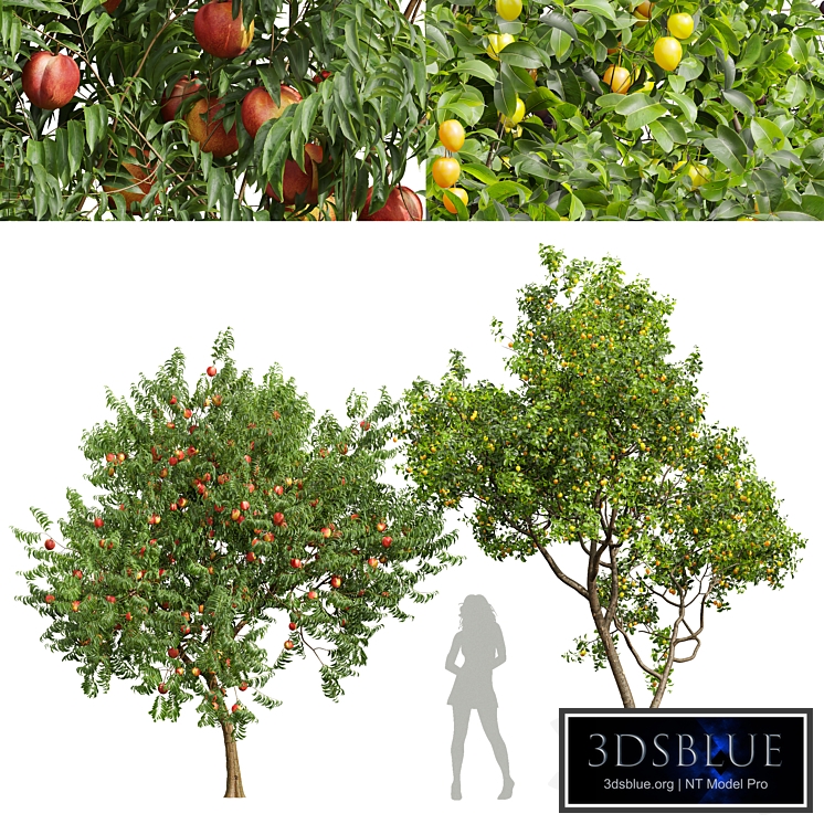 fruit tree-Prunus Salicina Plum Pflaume and Amygdalus Persica Peach
