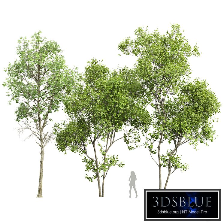 Fagus Sylvatica and Acer Saccharinum Summer