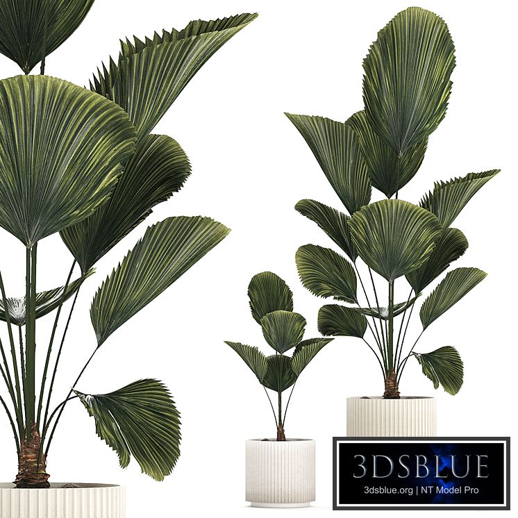 Beautiful shrub small Likuala palm tree in a white flower pot. Plant collection 1270