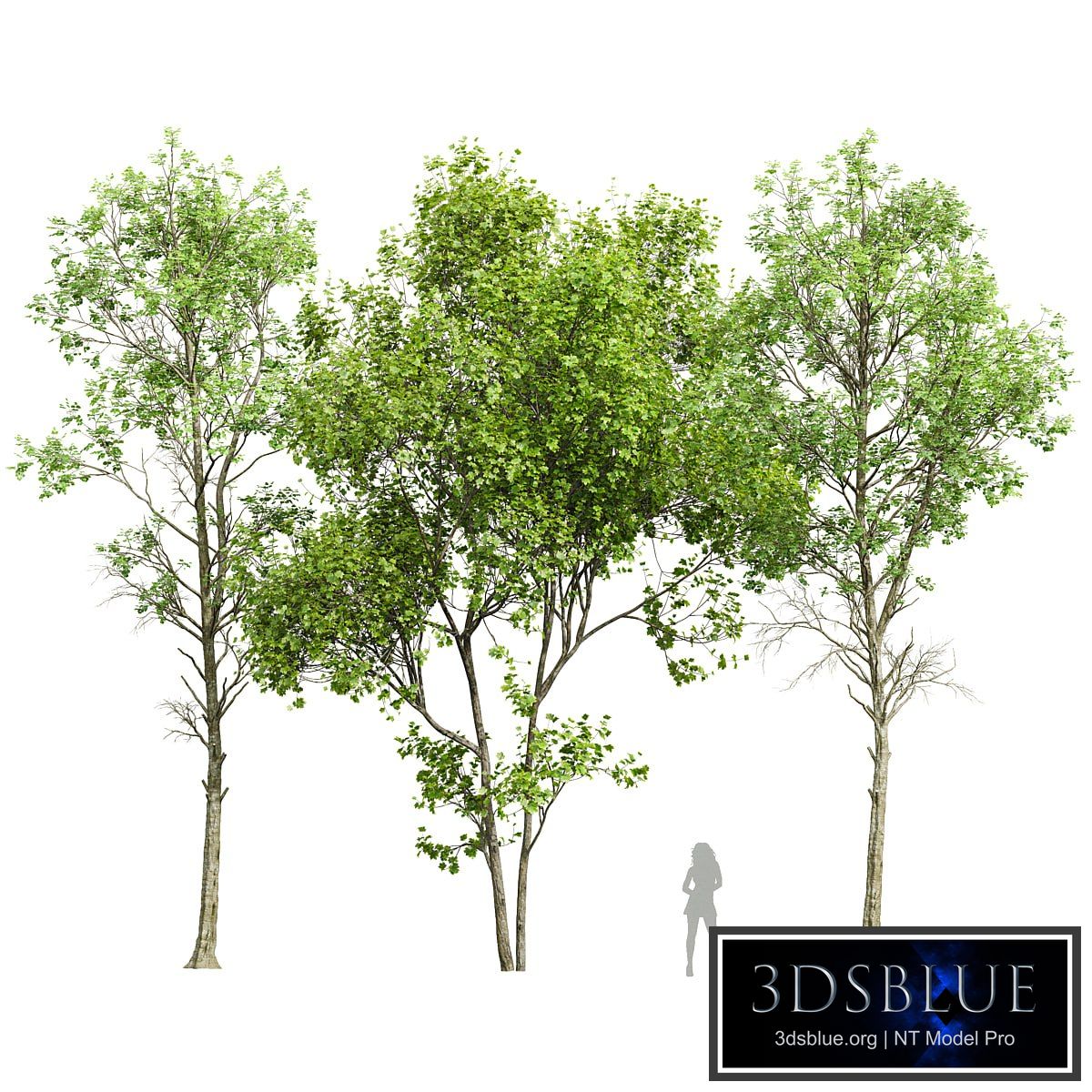 Fagus Sylvatica and Saccharinum-spring trees