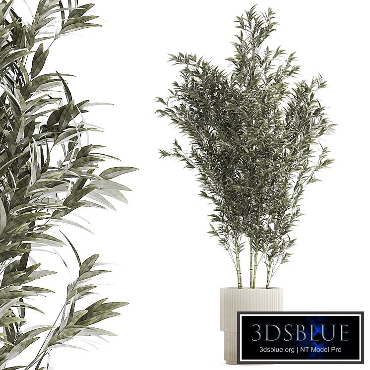 Beautiful Bamboo bush in a white flower pot. Plant collection 1272