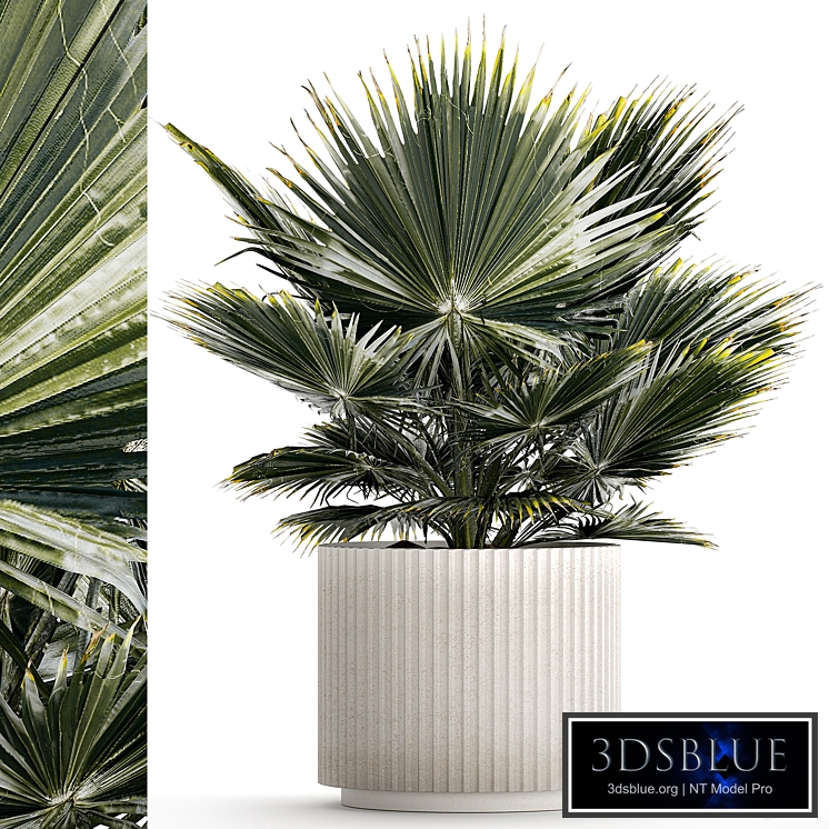 Beautiful interior small fan palm in a white Brachea flower pot. Plant collection 1275