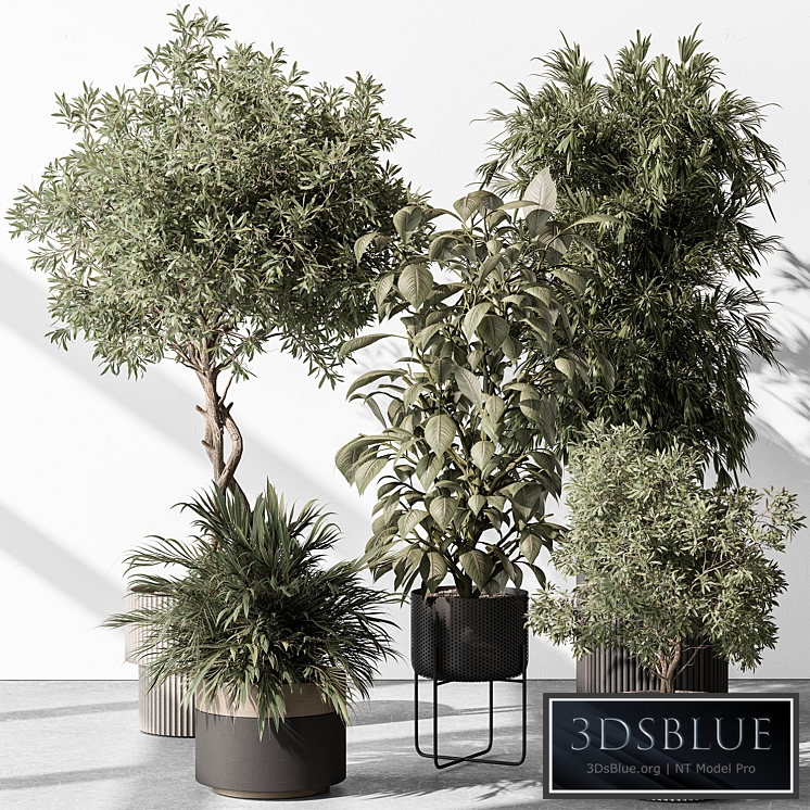 Indoor Plant 531 -Tree in Pot