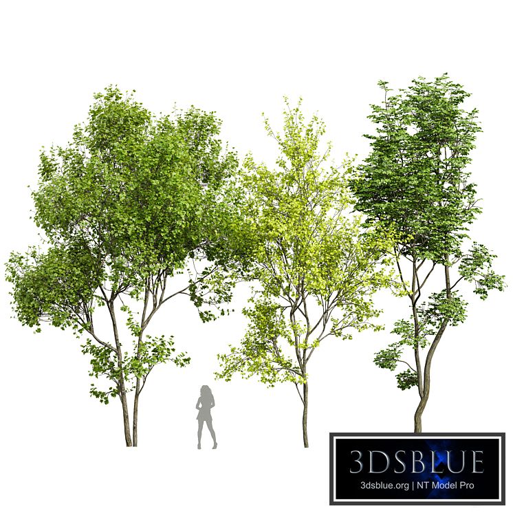 Acer Saccharinum and Hazel leaves