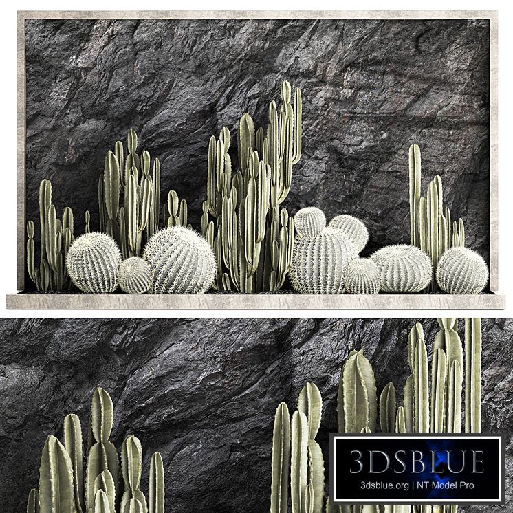 Desert plants cacti with wall rock, black pebbles, cereus, echinocactus, Barrel cactus. Plant collection 1279