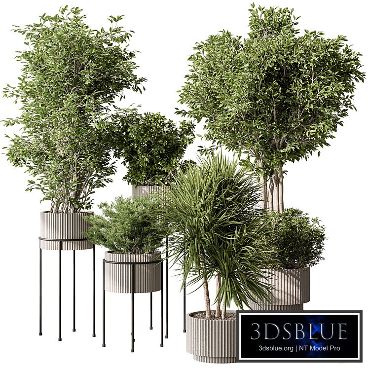 Indoor Plant 532 -Tree in Pot