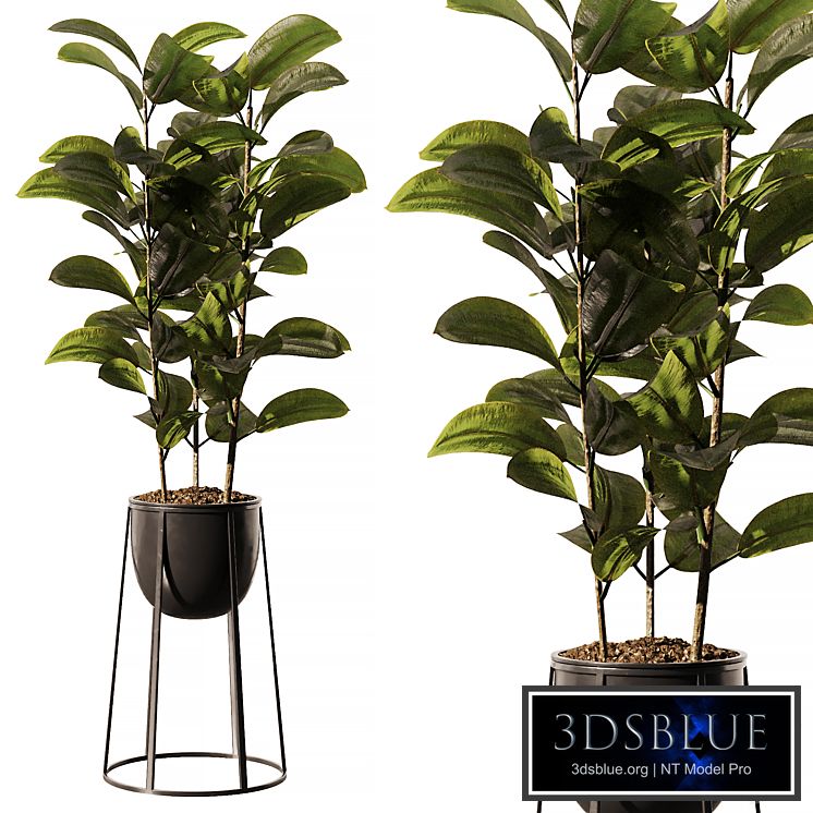 Indoor Plant SetV18 - Ficus Stand Pot