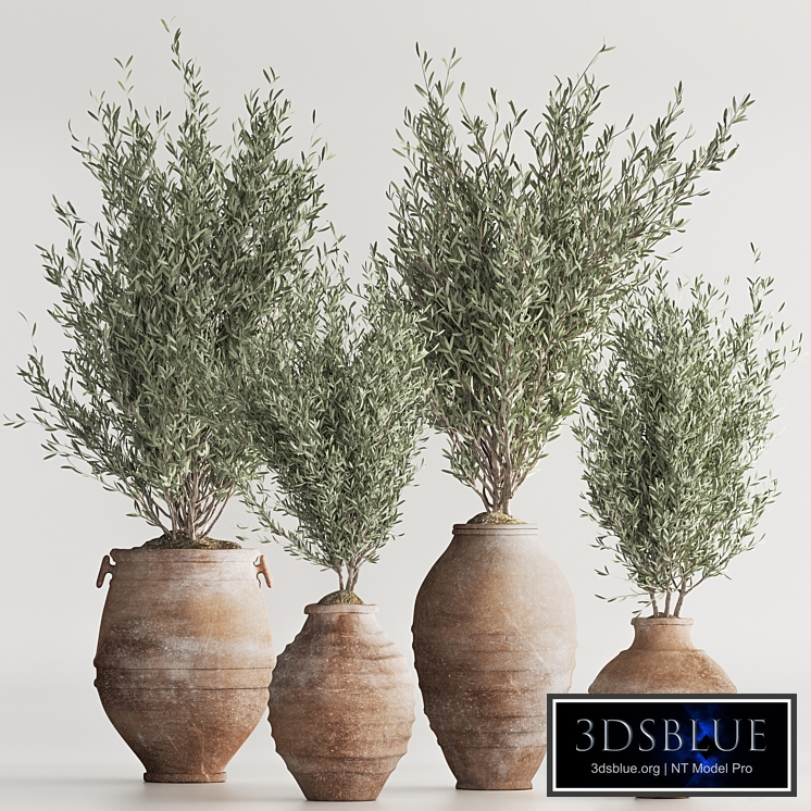 Olive Tree In Antique Pottery And Indoor Plant Set 86(Vray)