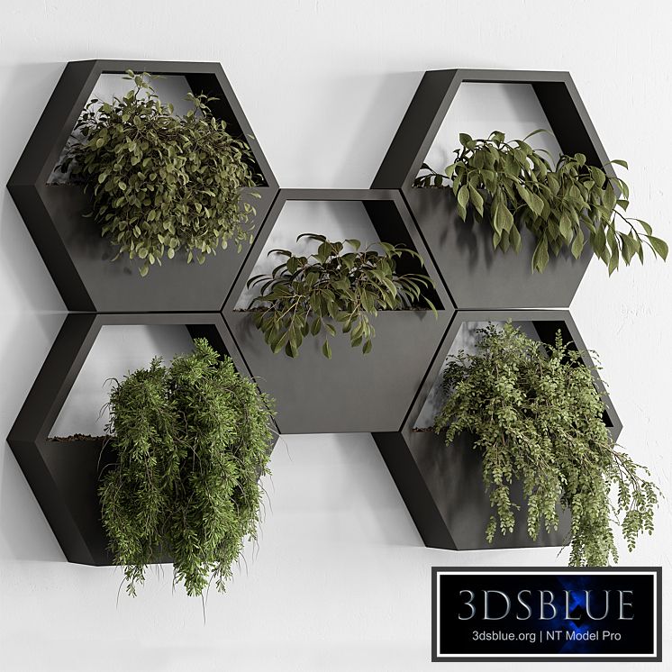 indoor Plant 536 - Hanging Plants