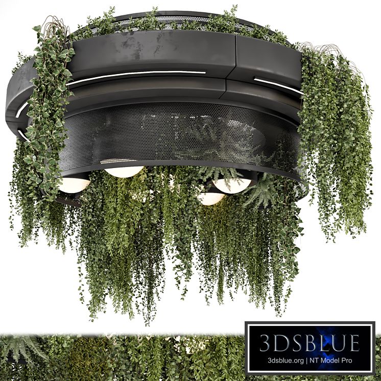 Indoor Hanging Plants in Metal Box - Set 1506