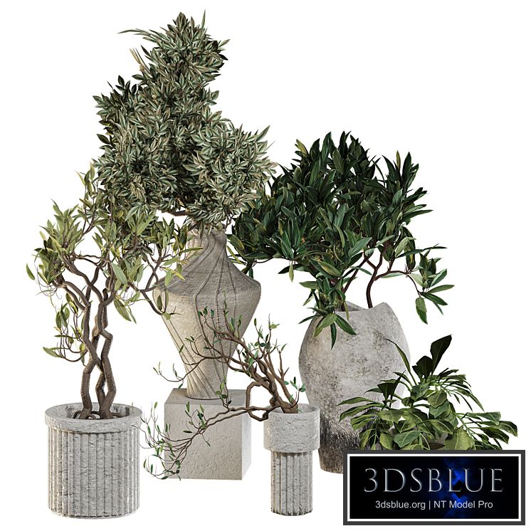 Plants in ceramic pots