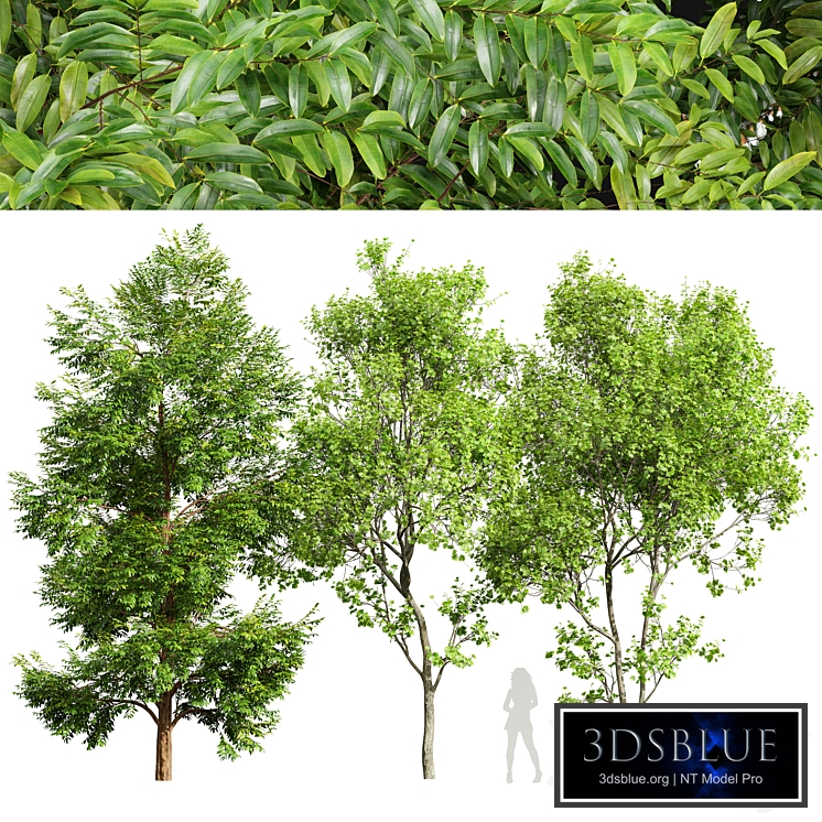 Black locust blossom and Acer Saccharinum