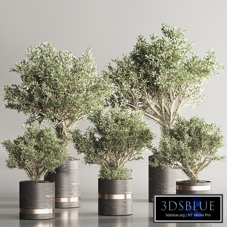 Indoor Plant Set 113