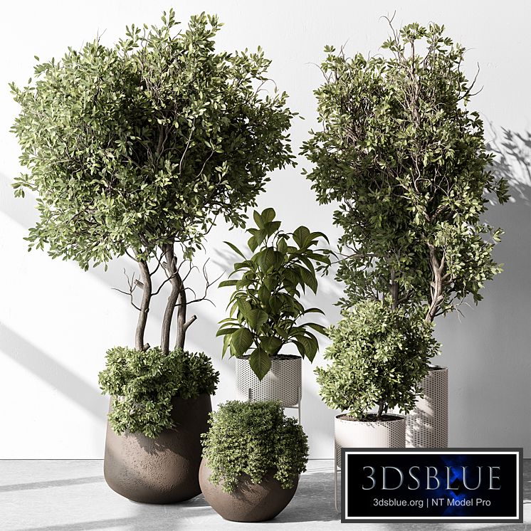 Indoor Plant 541 -Tree in Pot