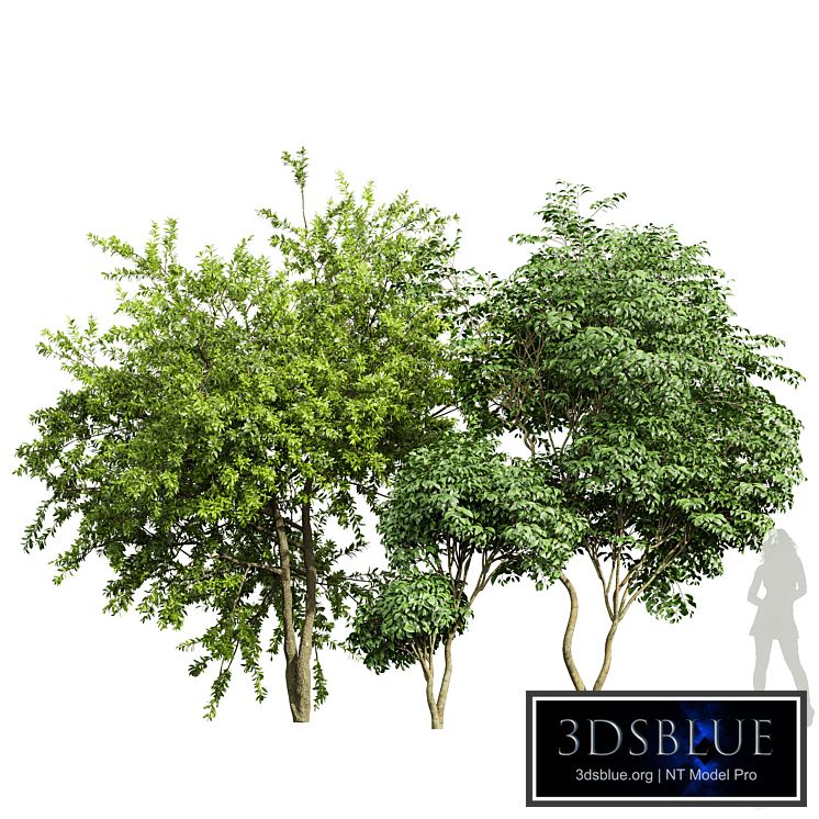 Japanese Cherry Leaf and Water gum-3 trees