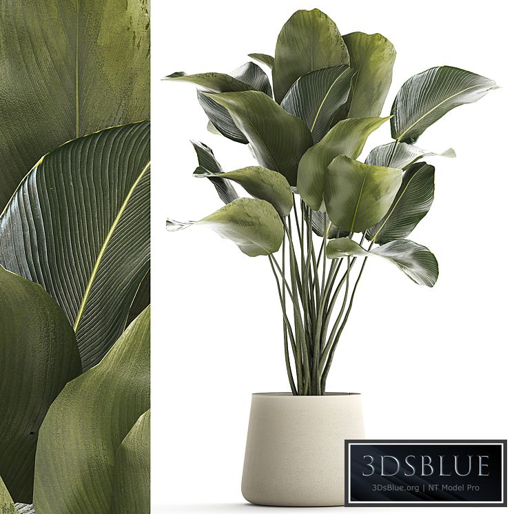 Plant collection 1300