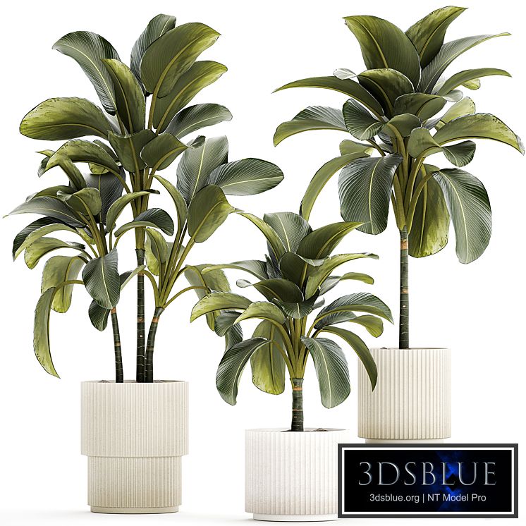 Exotic bush Calathea lutea in a pot, Strelitzia. Plant set 1306