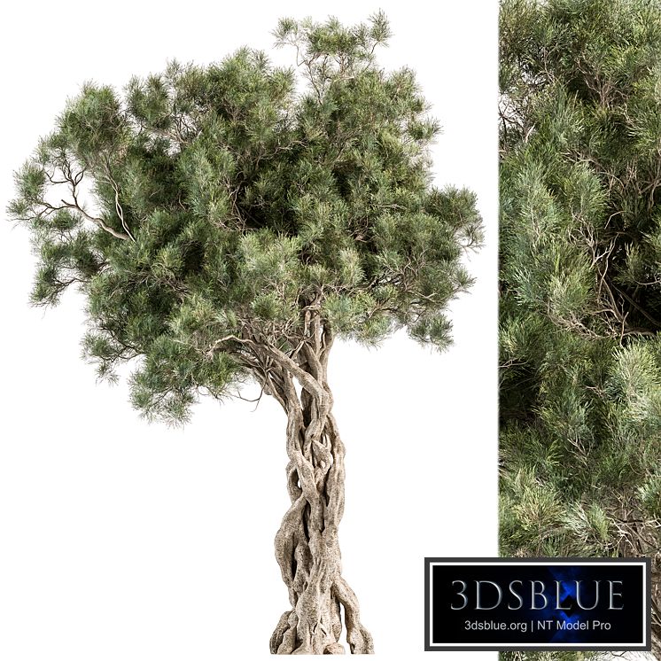 Tree Olive - Set 193