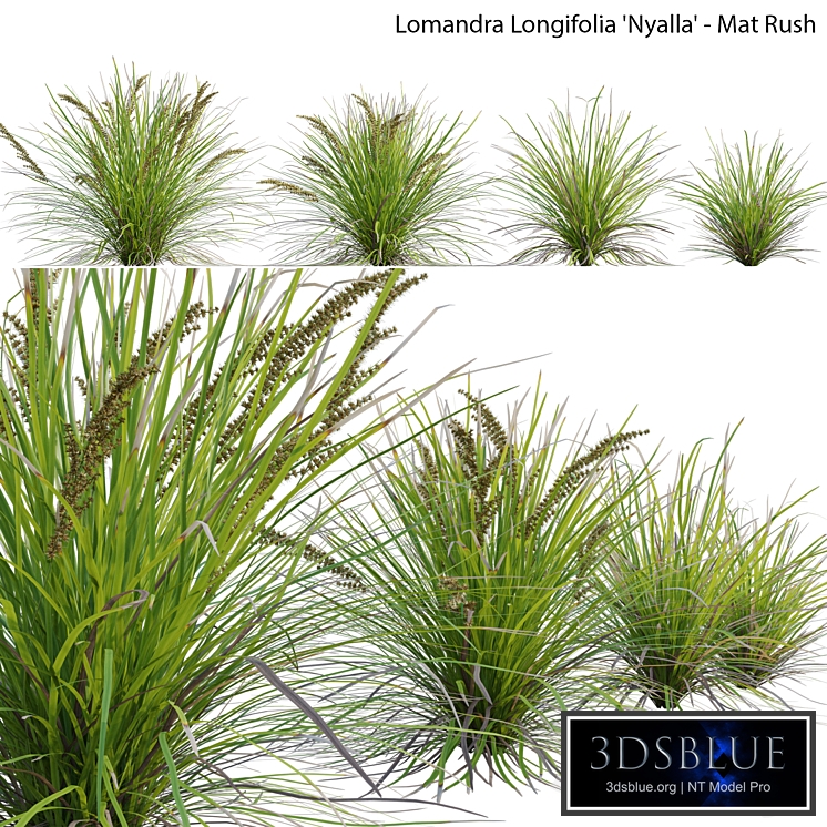 Lomandra Longifolia Nyalla - Mat Rush