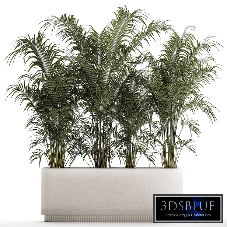Bushes overgrown palm trees Howea forsteriana in a large white vase. Plant Collection 1312